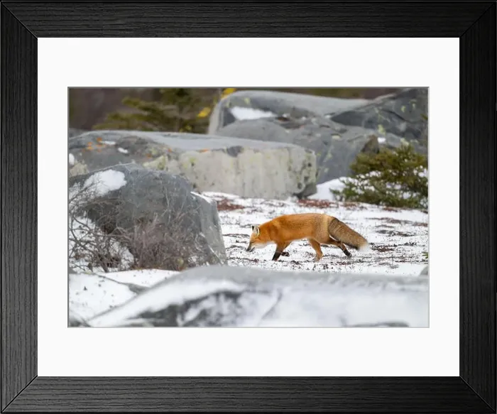 Framed Print : A red fox running along snow covered ground through a field of boulders near the shore of Hudson Bay not far