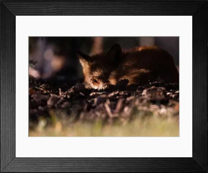 Framed Print : Red fox in autumn Framed Print : Red fox in autumn