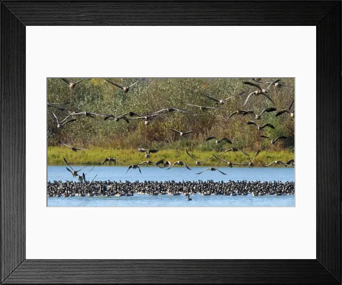 Framed Print : Canada geese (Branta canadensis) on Fernhill Lake in flight, Fernhill Wetlands, Forest Grove, Oregon Framed Print : Canada geese (Branta canadensis) on Fernhill Lake in flight, Fernhill Wetlands, Forest Grove, Oregon