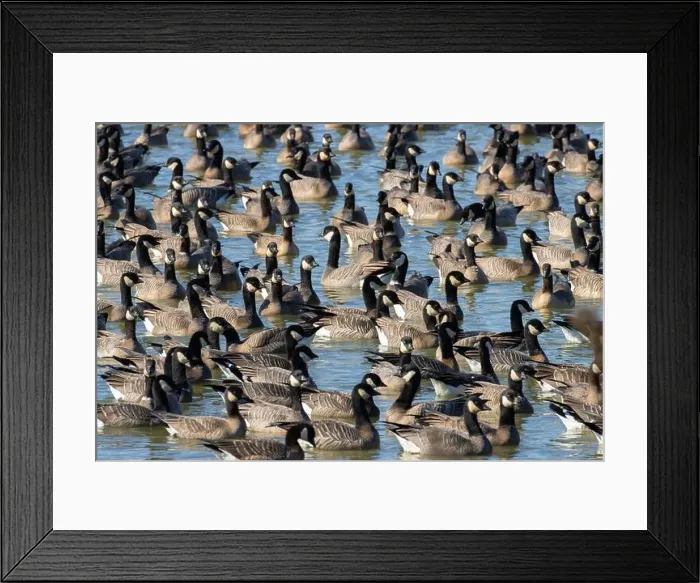 Framed Print : Canada geese (Branta canadensis) on Fernhill Lake, Fernhill Wetlands, Forest Grove, Oregon Framed Print : Canada geese (Branta canadensis) on Fernhill Lake, Fernhill Wetlands, Forest Grove, Oregon