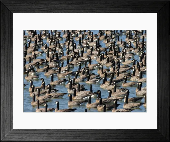 Framed Print : Canada geese (Branta canadensis) on Fernhill Lake, Fernhill Wetlands, Forest Grove, Oregon Framed Print : Canada geese (Branta canadensis) on Fernhill Lake, Fernhill Wetlands, Forest Grove, Oregon