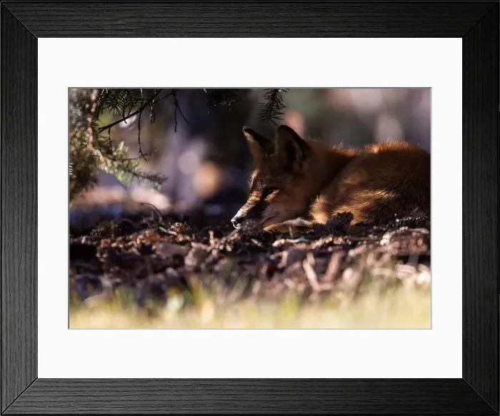 Framed Print : Red fox in autumn Framed Print : Red fox in autumn