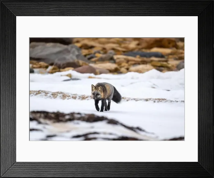 Framed Print : A Cross Fox running along the shore of Hudson Bay not far from Churchill, Manitoba Framed Print : A Cross Fox running along the shore of Hudson Bay not far from Churchill, Manitoba