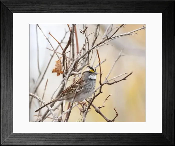 Framed Print : White-throated sparrow in woodland habitat in autumn in Ontario Canada Framed Print : White-throated sparrow in woodland habitat in autumn in Ontario Canada
