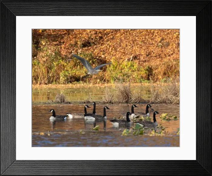 Framed Print : A great blue heron flies over Canada geese that are swimming in an autumn pond Framed Print : A great blue heron flies over Canada geese that are swimming in an autumn pond