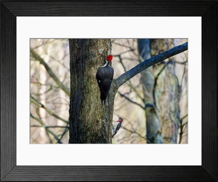 Framed Print : The pileated woodpecker.The bird native to North America.Currently the largest woodpecker in the United States Framed Print : The pileated woodpecker.The bird native to North America.Currently the largest woodpecker in the United States