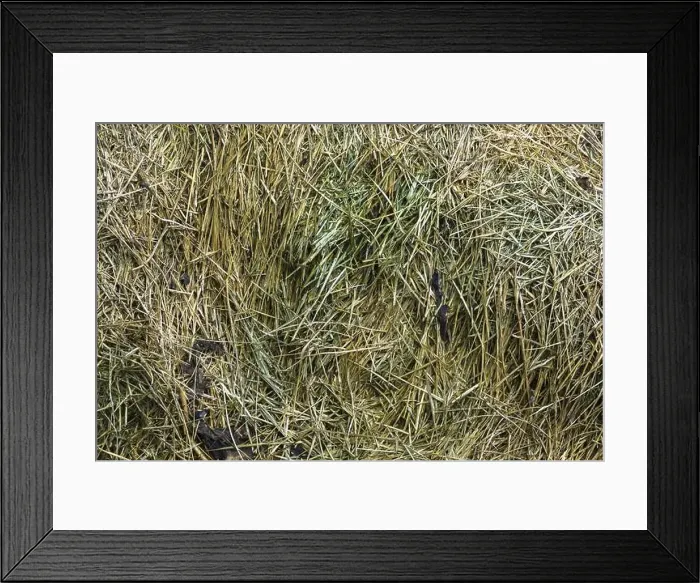Framed Print : Mound of mowed and decaying Poa pratensis, Kentucky Bluegrass clippings in summer, Quebec, Canada, North America Framed Print : Mound of mowed and decaying Poa pratensis, Kentucky Bluegrass clippings in summer, Quebec, Canada, North America