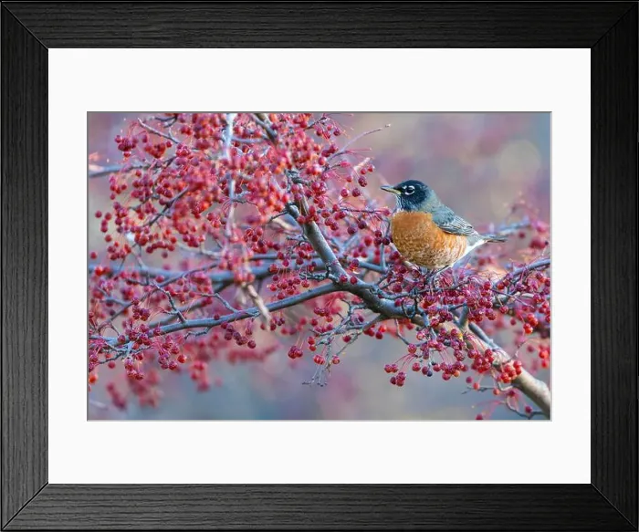 Framed Print : American robin eating berries Framed Print : American robin eating berries