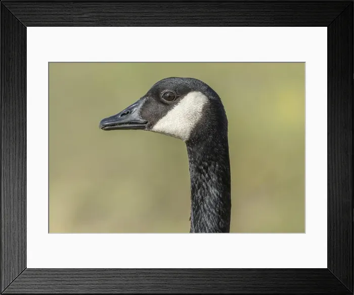 Framed Print : Portrait of a Canada goose (Branta canadensis). Bas Rhin, Alsace, France, Europe Framed Print : Portrait of a Canada goose (Branta canadensis). Bas Rhin, Alsace, France, Europe