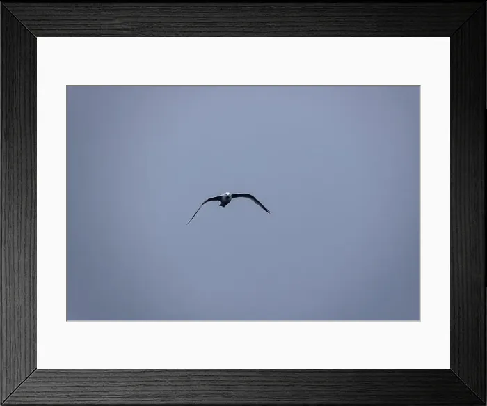Framed Print : A seagull approaches with wings outstretched Framed Print : A seagull approaches with wings outstretched