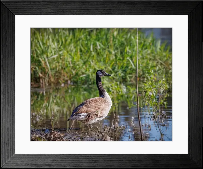Framed Print : A Canon goose is standing in a pond with green grass Framed Print : A Canon goose is standing in a pond with green grass