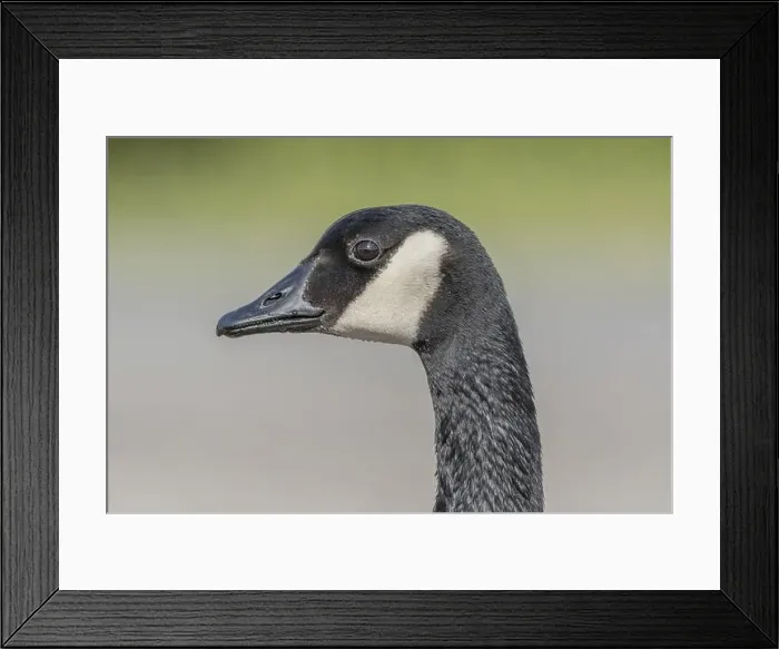 Framed Print : Portrait of a Canada goose (Branta canadensis). Bas Rhin, Alsace, France, Europe Framed Print : Portrait of a Canada goose (Branta canadensis). Bas Rhin, Alsace, France, Europe