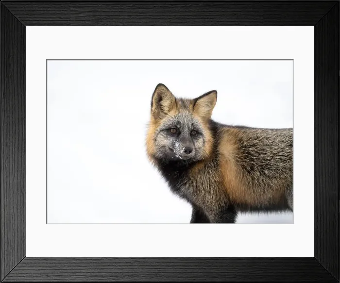 Framed Print : Portrait of a cross fox, a melanistic color variant of a red fox, standing in the snow near Churchill, Manitoba Framed Print : Portrait of a cross fox, a melanistic color variant of a red fox, standing in the snow near Churchill, Manitoba