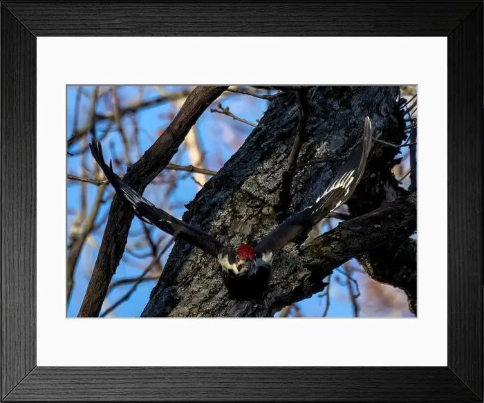 Framed Print : The pileated woodpecker. The bird native to North America.Currently the largest woodpecker in the United States Framed Print : The pileated woodpecker. The bird native to North America.Currently the largest woodpecker in the United States