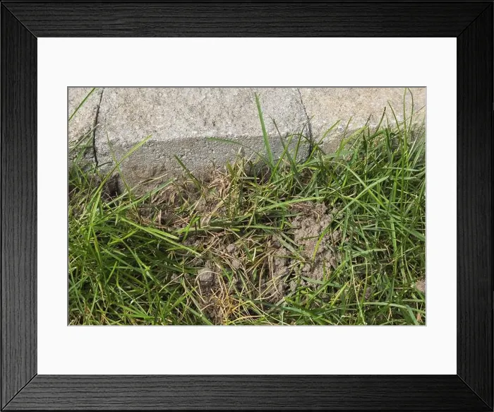 Framed Print : Close-up of Poa pratensis, Kentucky Bluegrass lawn dug up by a Mephitis Framed Print : Close-up of Poa pratensis, Kentucky Bluegrass lawn dug up by a Mephitis