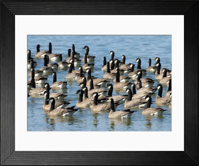 Framed Print : Canada geese (Branta canadensis) on Fernhill Lake, Fernhill Wetlands, Forest Grove, Oregon Framed Print : Canada geese (Branta canadensis) on Fernhill Lake, Fernhill Wetlands, Forest Grove, Oregon