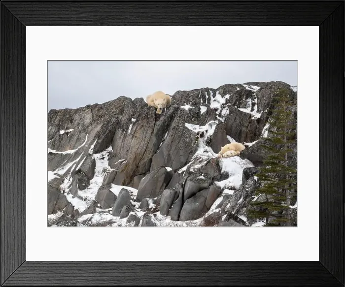 Framed Print : Two polar bear cubs take shelter from high winds while the female bear watches from above on the rocky shore of