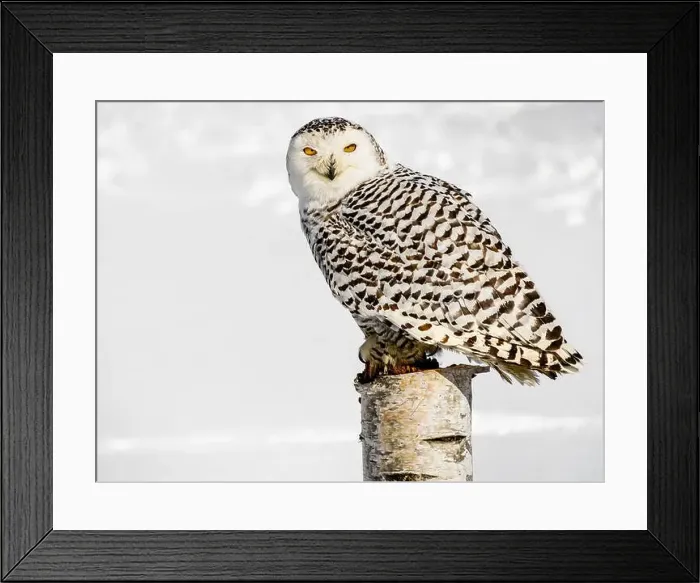 Framed Print : Snowy owl (Bubo scandiacus) perching on a pole on a cold winter morning, Southern Ontario Framed Print : Snowy owl (Bubo scandiacus) perching on a pole on a cold winter morning, Southern Ontario