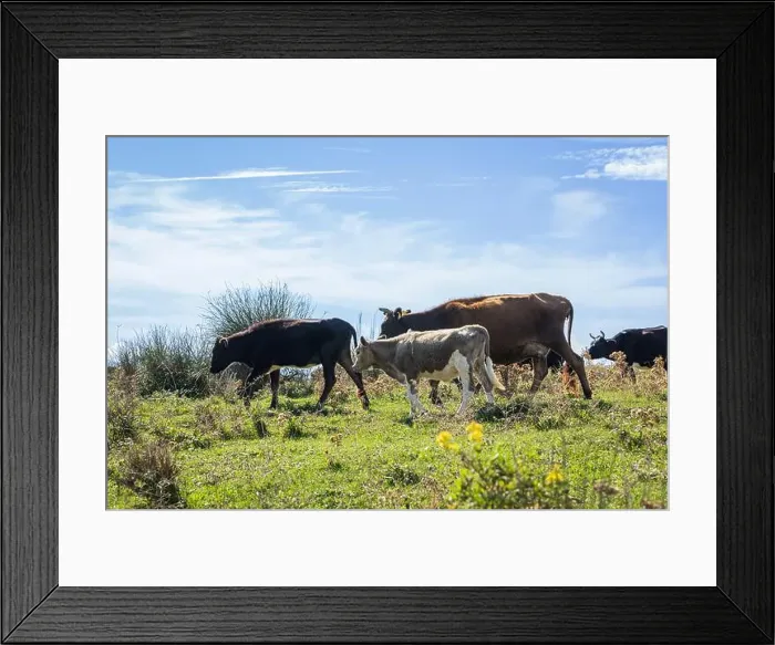 Framed Print : Cows grazing on the pasturage hill