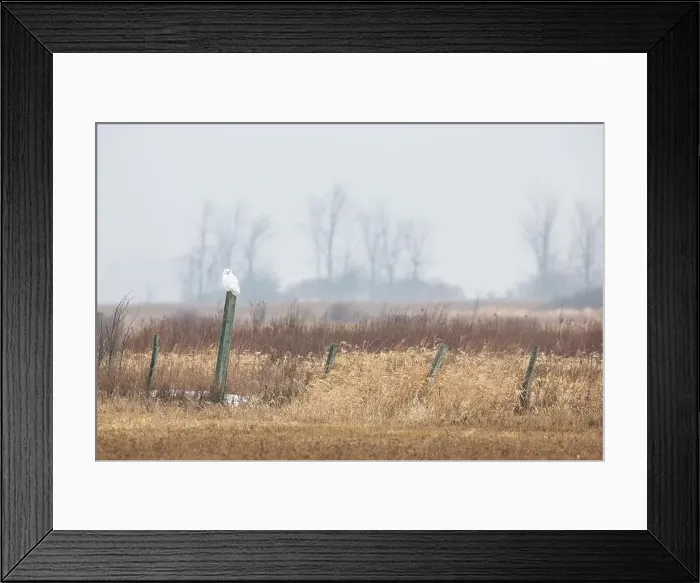 Framed Print : Snowy Owl on fence post in rural Canada Framed Print : Snowy Owl on fence post in rural Canada
