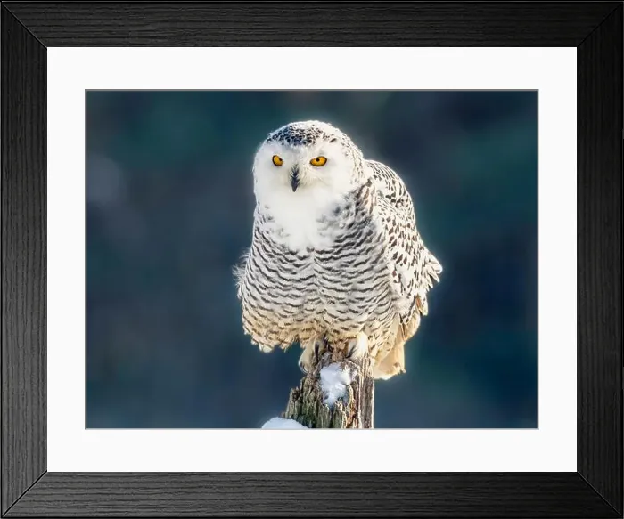 Framed Print : Snowy owl (Bubo scandiacus) perching on a rotten fance post on a cold winter morning against dark foliage background Framed Print : Snowy owl (Bubo scandiacus) perching on a rotten fance post on a cold winter morning against dark foliage background