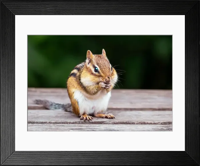 Framed Print : Eating chipmunk, chipmank portrait close-up, outdoors Framed Print : Eating chipmunk, chipmank portrait close-up, outdoors