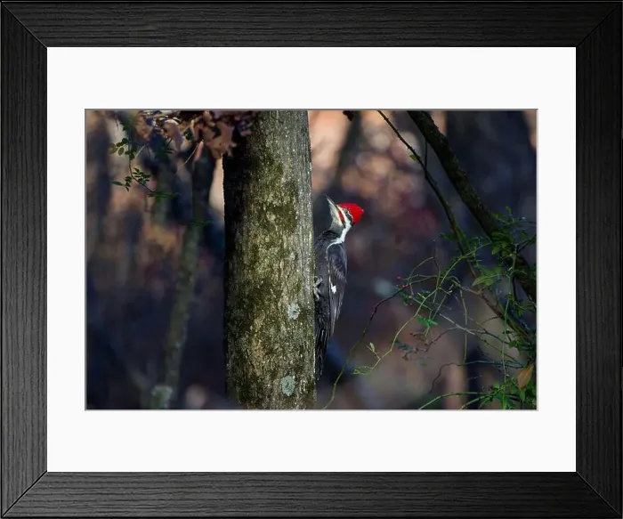 Framed Print : The pileated woodpecker.The bird native to North America.Currently the largest woodpecker in the United States Framed Print : The pileated woodpecker.The bird native to North America.Currently the largest woodpecker in the United States