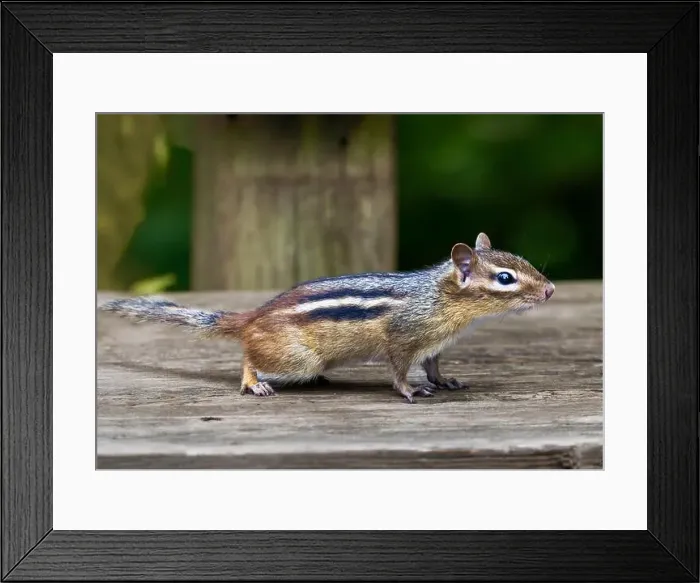 Framed Print : Close-up profile portrait of chipmunk