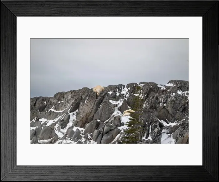Framed Print : Two polar bear cubs take shelter from high winds while the female bear watches from above on the rocky shore of Framed Print : Two polar bear cubs take shelter from high winds while the female bear watches from above on the rocky shore of