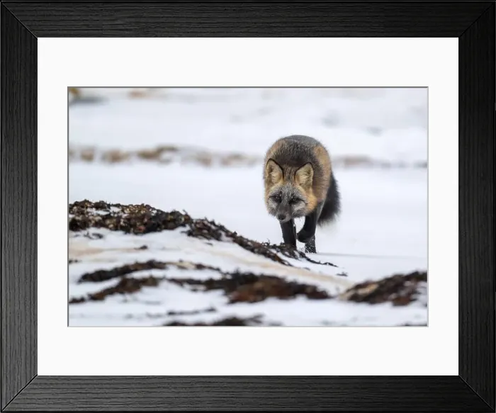 Framed Print : A Cross Fox running along the shore of Hudson Bay not far from Churchill, Manitoba Framed Print : A Cross Fox running along the shore of Hudson Bay not far from Churchill, Manitoba