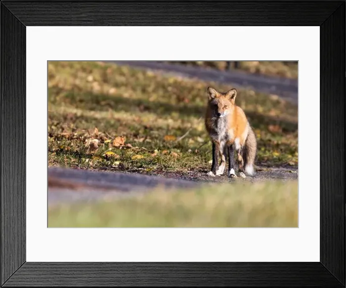 Framed Print : Red fox in autumn Framed Print : Red fox in autumn