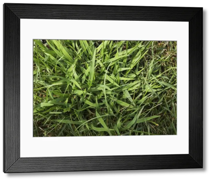 Framed Print : Close-up of Digitaria ciliaris Framed Print : Close-up of Digitaria ciliaris
