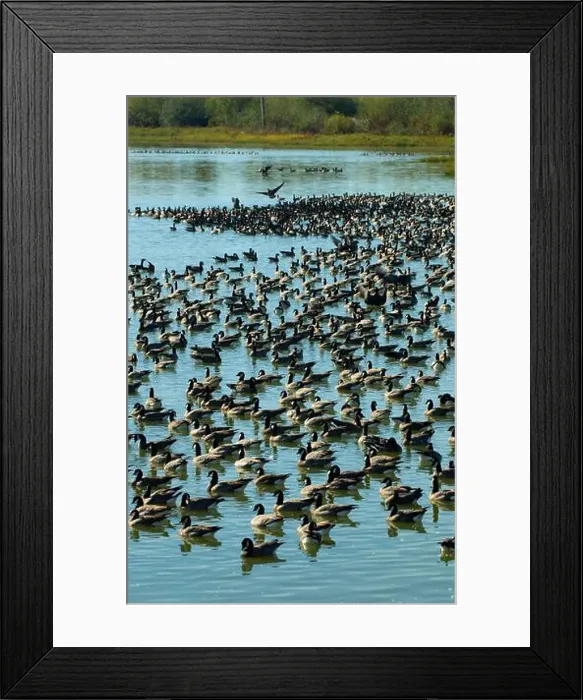 Framed Print : Canada geese (Branta canadensis) on Fernhill Lake, Fernhill Wetlands, Forest Grove, Oregon Framed Print : Canada geese (Branta canadensis) on Fernhill Lake, Fernhill Wetlands, Forest Grove, Oregon