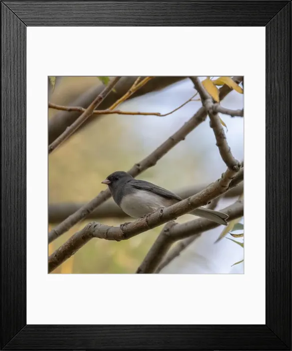 Framed Print : Dark-eyed Junco in a woodland in autumn in Ontario Canada Framed Print : Dark-eyed Junco in a woodland in autumn in Ontario Canada