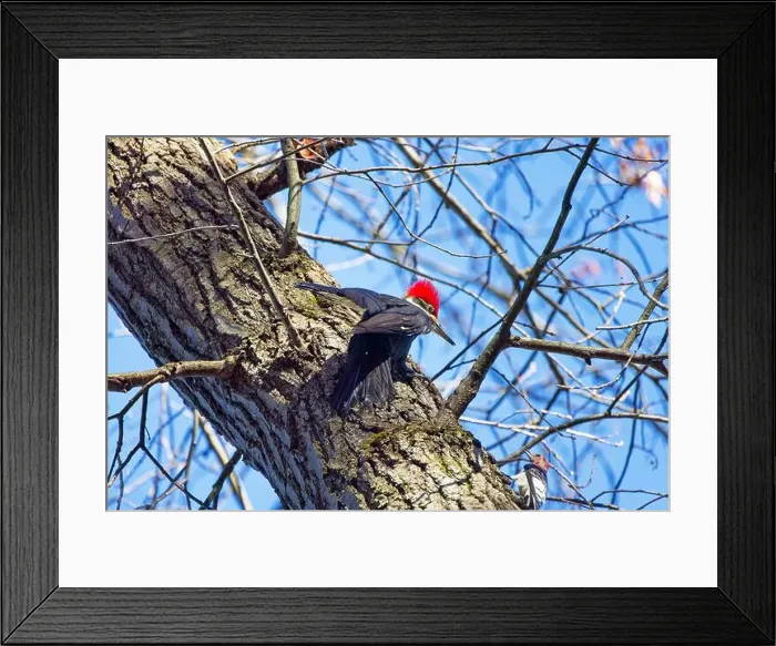 Framed Print : The pileated woodpecker.The bird native to North America.Currently the largest woodpecker in the United States Framed Print : The pileated woodpecker.The bird native to North America.Currently the largest woodpecker in the United States