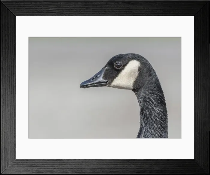 Framed Print : Portrait of a Canada goose (Branta canadensis). Bas Rhin, Alsace, France, Europe Framed Print : Portrait of a Canada goose (Branta canadensis). Bas Rhin, Alsace, France, Europe