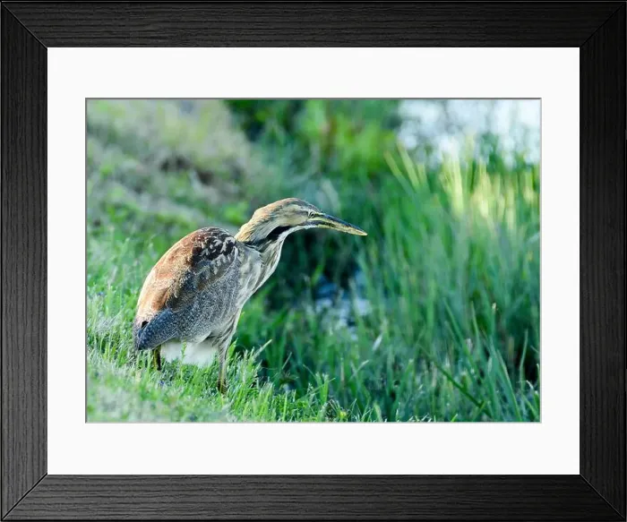 Framed Print : American Bittern Framed Print : American Bittern