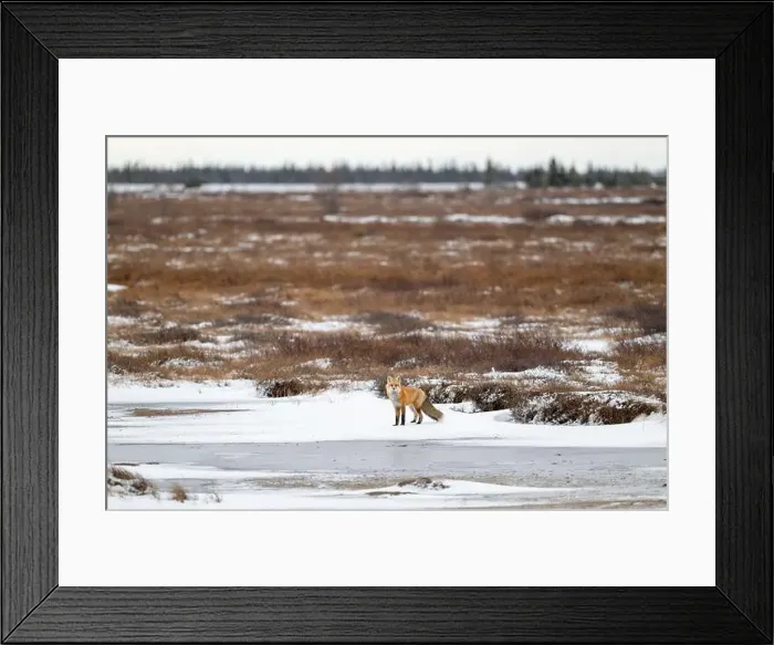 Framed Print : Red Fox looking towards the camera while standing on a frozen pond near Churchill, Manitoba Framed Print : Red Fox looking towards the camera while standing on a frozen pond near Churchill, Manitoba