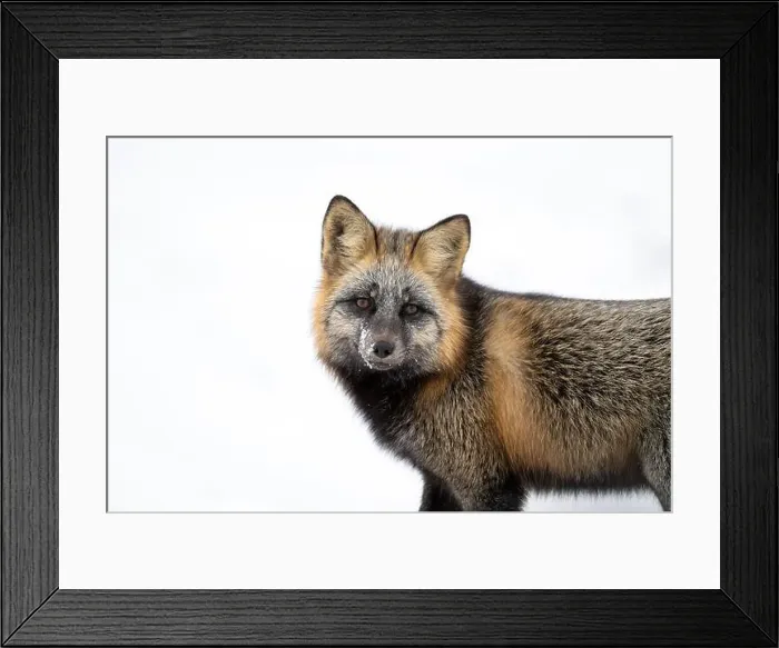 Framed Print : Portrait of a cross fox, a melanistic color variant of a red fox, standing in the snow near Churchill, Manitoba Framed Print : Portrait of a cross fox, a melanistic color variant of a red fox, standing in the snow near Churchill, Manitoba