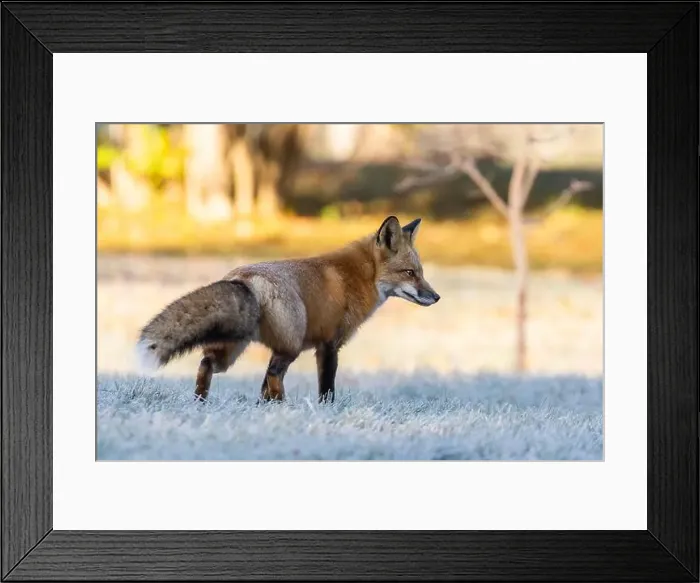 Framed Print : Red fox in autumn Framed Print : Red fox in autumn