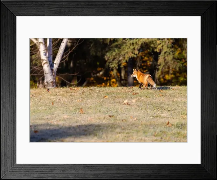 Framed Print : Red fox in autumn Framed Print : Red fox in autumn