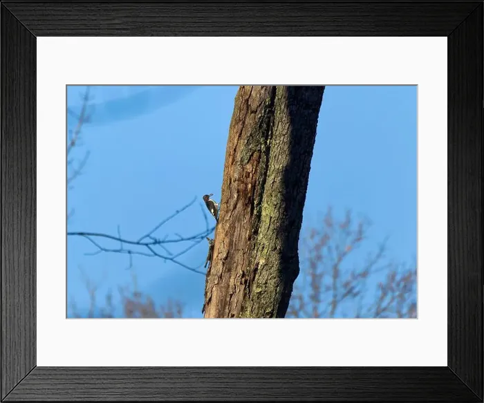 Framed Print : The red-headed woodpecker (Melanerpes erythrocephalus) Framed Print : The red-headed woodpecker (Melanerpes erythrocephalus)