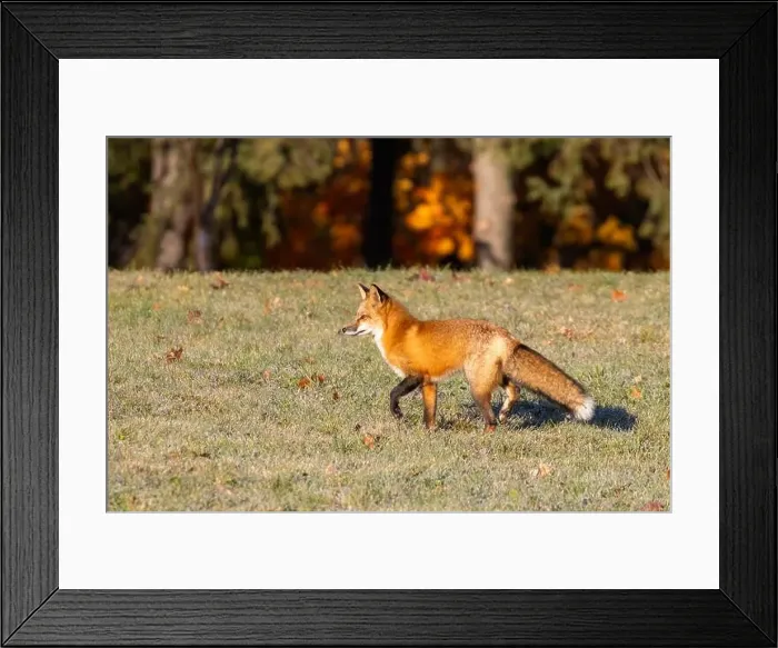 Framed Print : Red fox in autumn Framed Print : Red fox in autumn