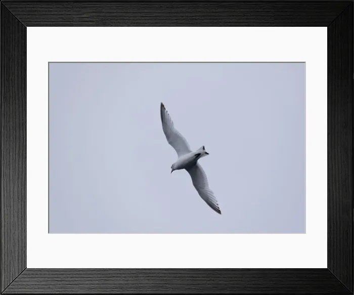Framed Print : A seagull soars gracefully through the sky Framed Print : A seagull soars gracefully through the sky