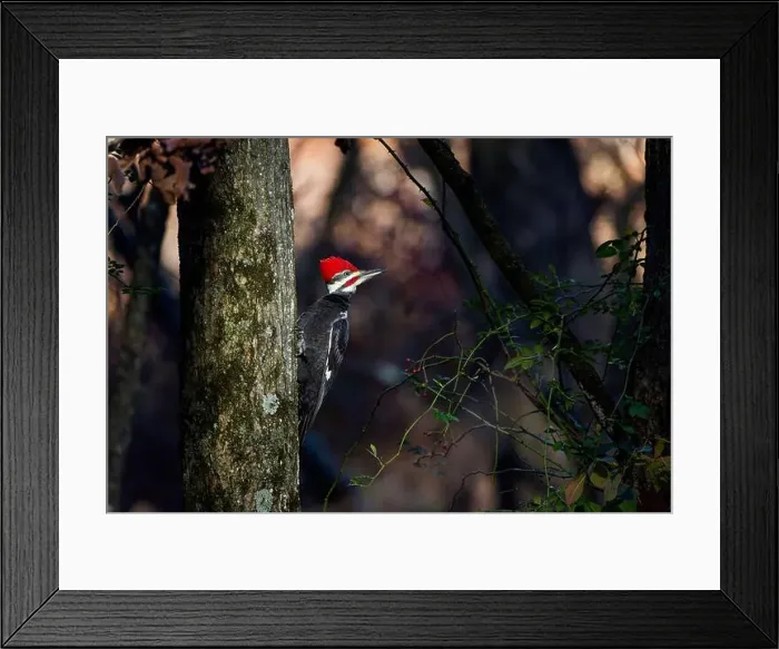 Framed Print : The pileated woodpecker.The bird native to North America.Currently the largest woodpecker in the United States Framed Print : The pileated woodpecker.The bird native to North America.Currently the largest woodpecker in the United States
