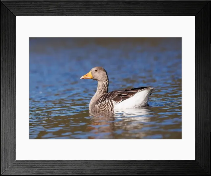 Framed Print : Wild goose, scientific name (Anser anser) Framed Print : Wild goose, scientific name (Anser anser)