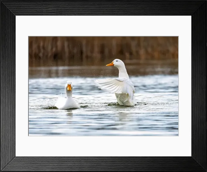 Framed Print : beautiful, adolescent white-morph snow goose at the edge of a lake Framed Print : beautiful, adolescent white-morph snow goose at the edge of a lake
