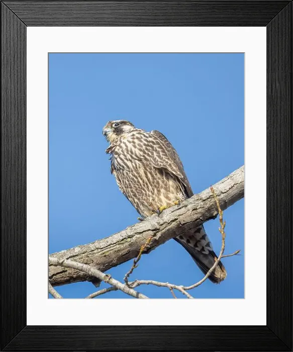 Framed Print : Closeup Peregrine Falcon on a tree limb Framed Print : Closeup Peregrine Falcon on a tree limb