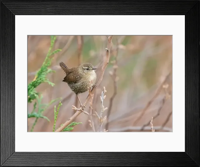 Framed Print : The winter wren (Troglodytes hiemalis) Framed Print : The winter wren (Troglodytes hiemalis)