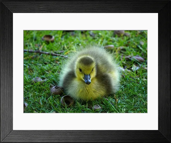 Framed Print : Closeup of a Canada Goose Gosling resting Framed Print : Closeup of a Canada Goose Gosling resting